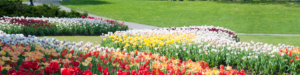 Ottawa capitale en fleurs, en arbres et en festivals